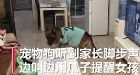 听到主人回家的声音,狗狗立刻提醒小主人关电视!但还是露馅