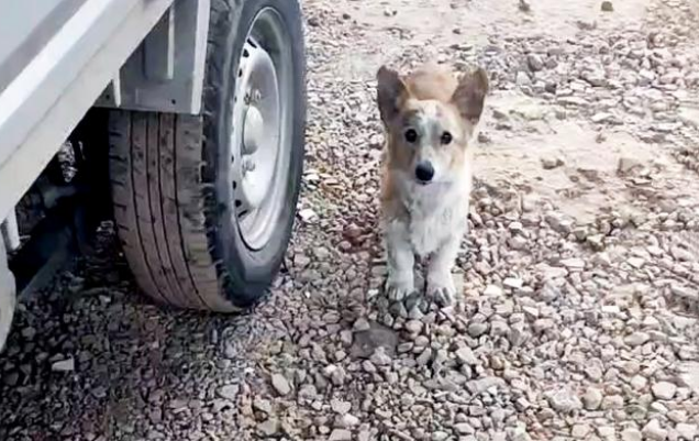 柯基犬无家可归,浑身是病,竟凭实力收获铲屎官!