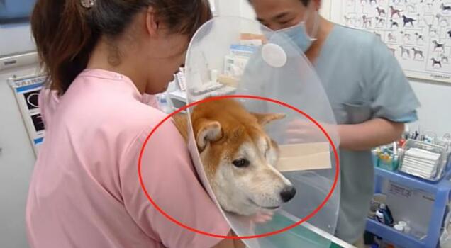主人骗柴犬去打针,看到医生后态度就变了,狗:我要回家
