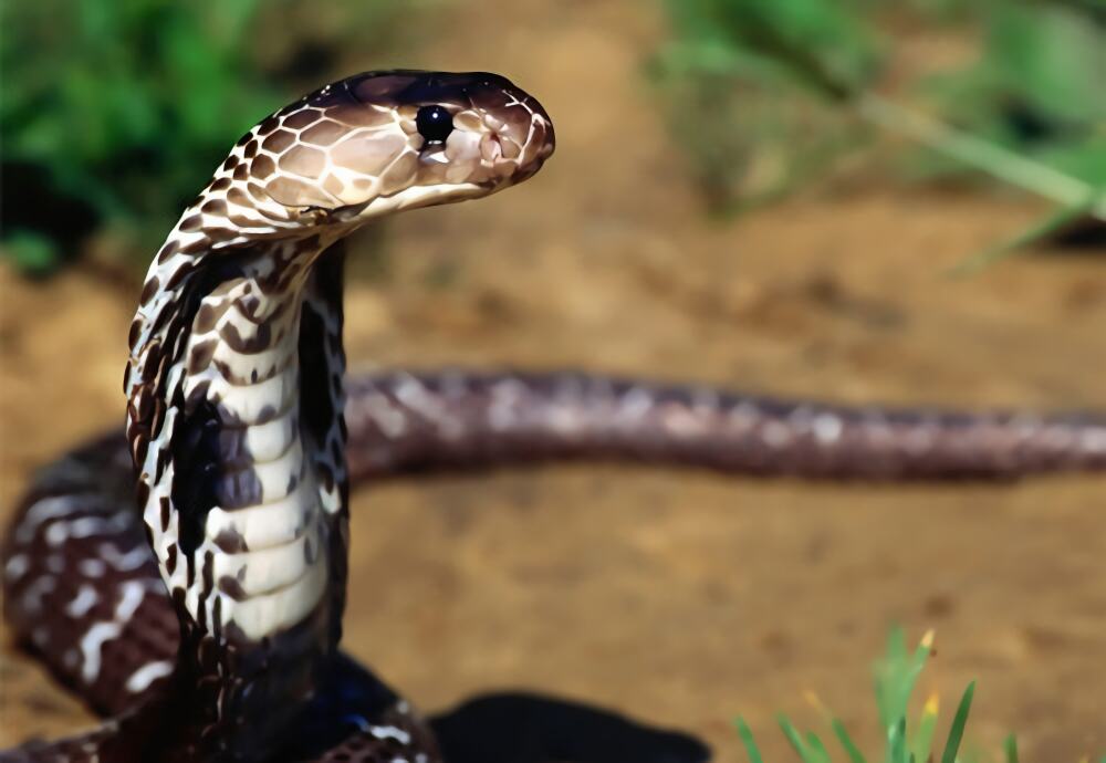 埃及眼镜蛇身份信息