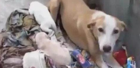 怀孕狗狗被赶出家,依靠垃圾为生,还生下可爱的狗宝!