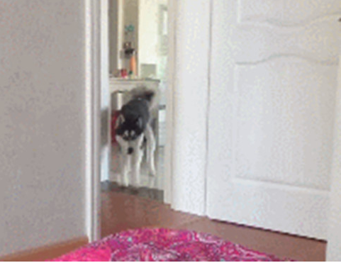 主人严禁狗狗进卧房,二哈不信频繁观察,被发觉后转头就开赛