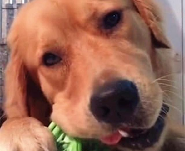 超好养活的金毛犬,只爱吃蔬菜,网友:看它啃菜是一种幸福