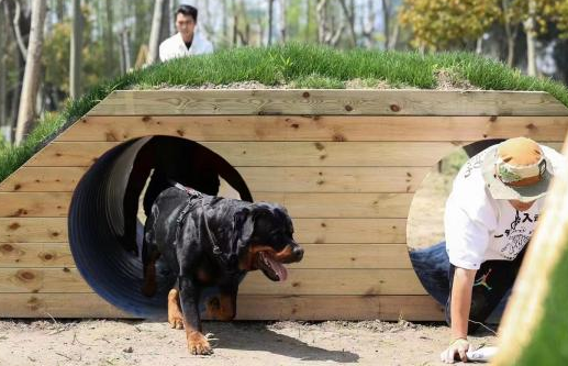 遛狗算不算全民健身项目?