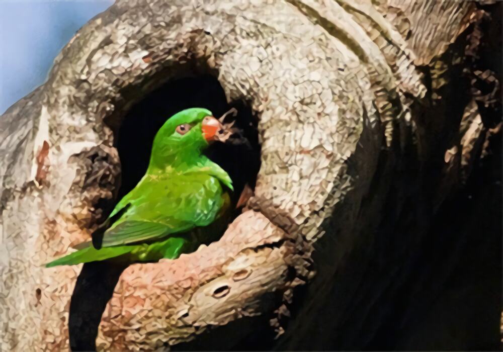 鳞胸吸蜜鹦鹉身份信息