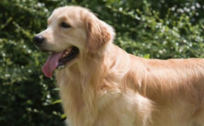 金毛犬托运途中死亡宠物托运公司被指擅自将空运改陆运 市场监管部门已介入