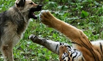 为保持老虎活性,往虎园里丢了1条土狗,隔天再看时结局反转了