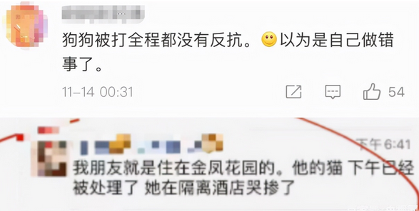 “隔离宠物狗被扑杀”,别拿别人的宠物当畜生