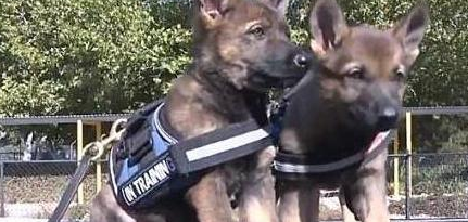 警犬在训练过程中,打起了瞌睡:不听不听,乌龟念经