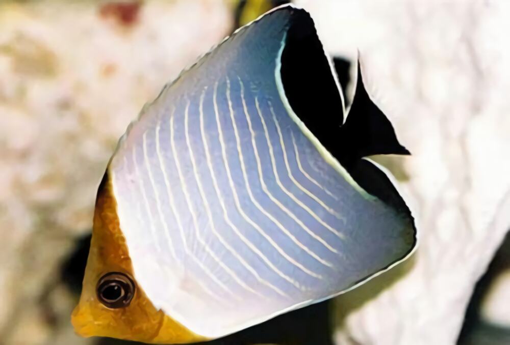 怪蝴蝶鱼身份信息