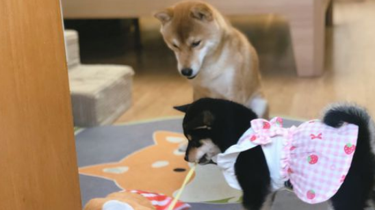 柴犬当上“亲哥哥”以后,它积极照料“亲妹妹”,还带它一块玩