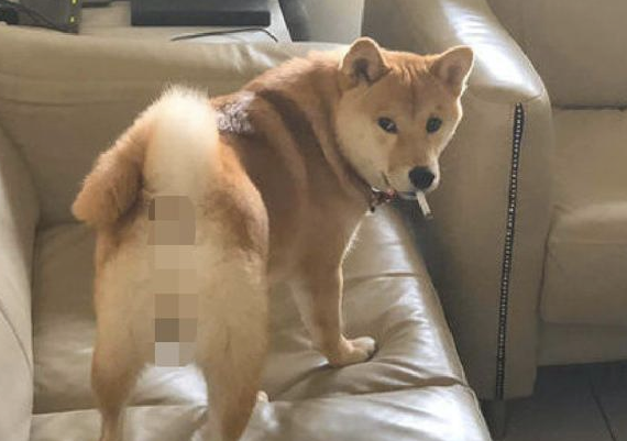 柴犬模仿主人家里叼着烟,这模样好社会发展啊!狗:还不帮我点上!