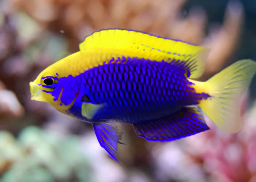 史氏金翅雀鲷身份信息