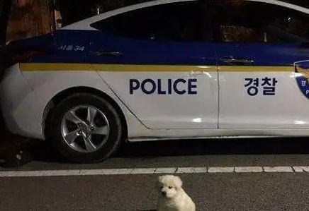 好心捡小狗回警队,18个月后却长到这么大,这是要吃垮我们吗?