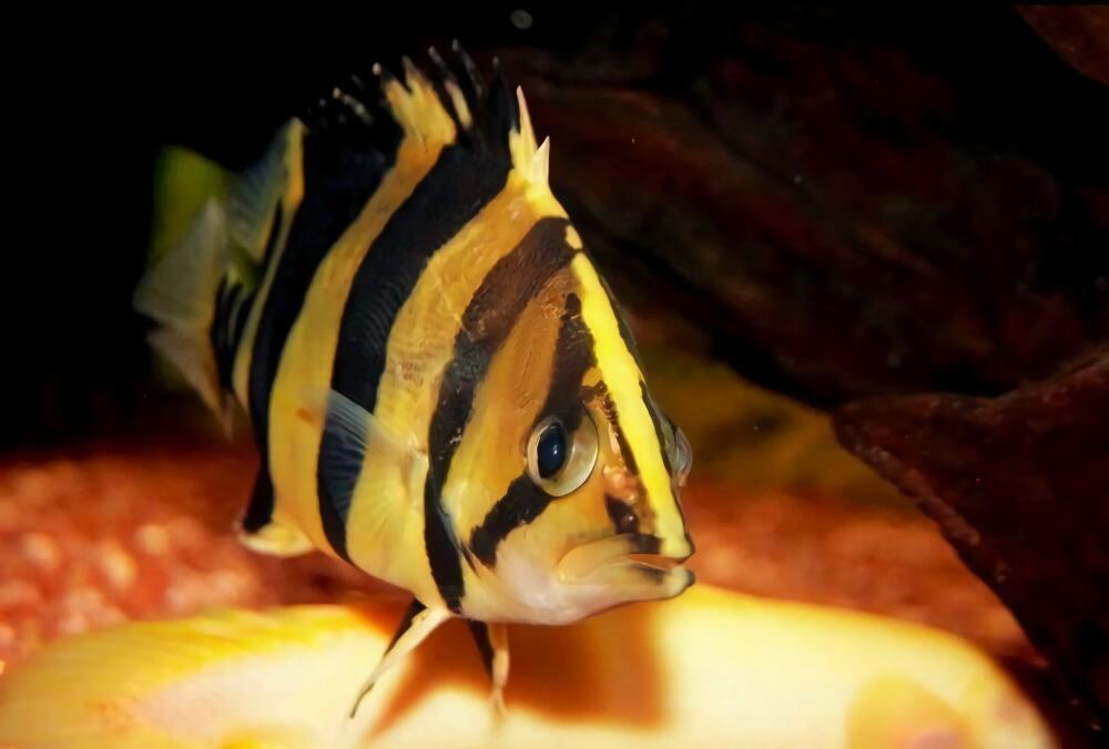 泰国虎身份信息