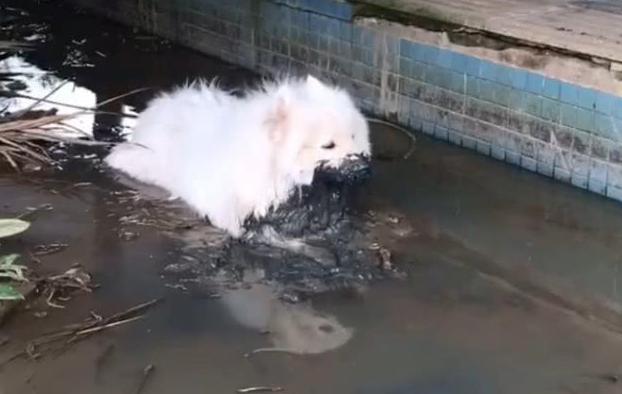 女人带萨摩耶外出玩，5分钟后出现意外，女人：这狗我不需了解