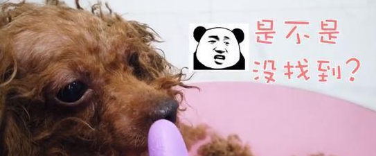 女子捡到一只流浪犬,剃毛时,被狗狗身上的跳蚤吓哭