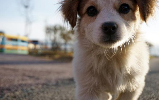 “收狗”牌子下的比熊犬,看见路人经过时,它的一个动作让人想哭