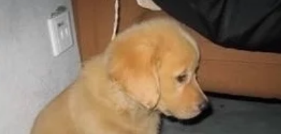 小奶狗出去浪,回来后狗妈这样对它,让主人笑到胃抽筋!