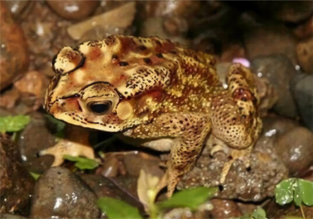 黑眶蟾蜍身份信息