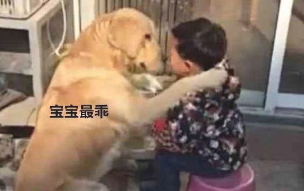 小主人没写完工作,妈妈把孩子训痛哭,金毛的作法好感人