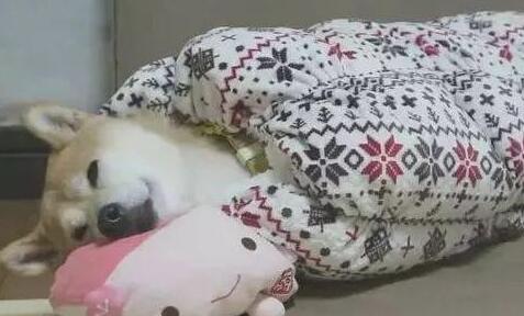 柴犬畏冷主人家给买了户外睡袋