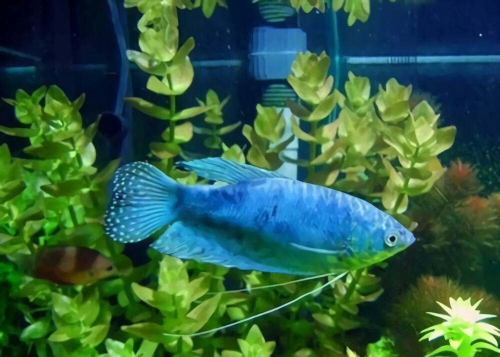 蓝星鱼身份信息