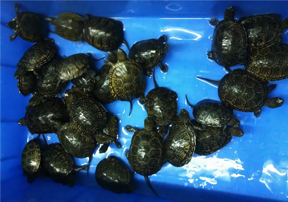 欧洲泽龟身份信息