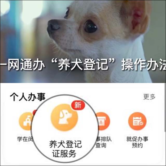 闵行首推犬只免疫和登记“一门受理”,狗狗也能体验“一网通办”