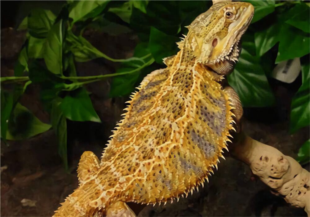 鬃狮蜥身份信息