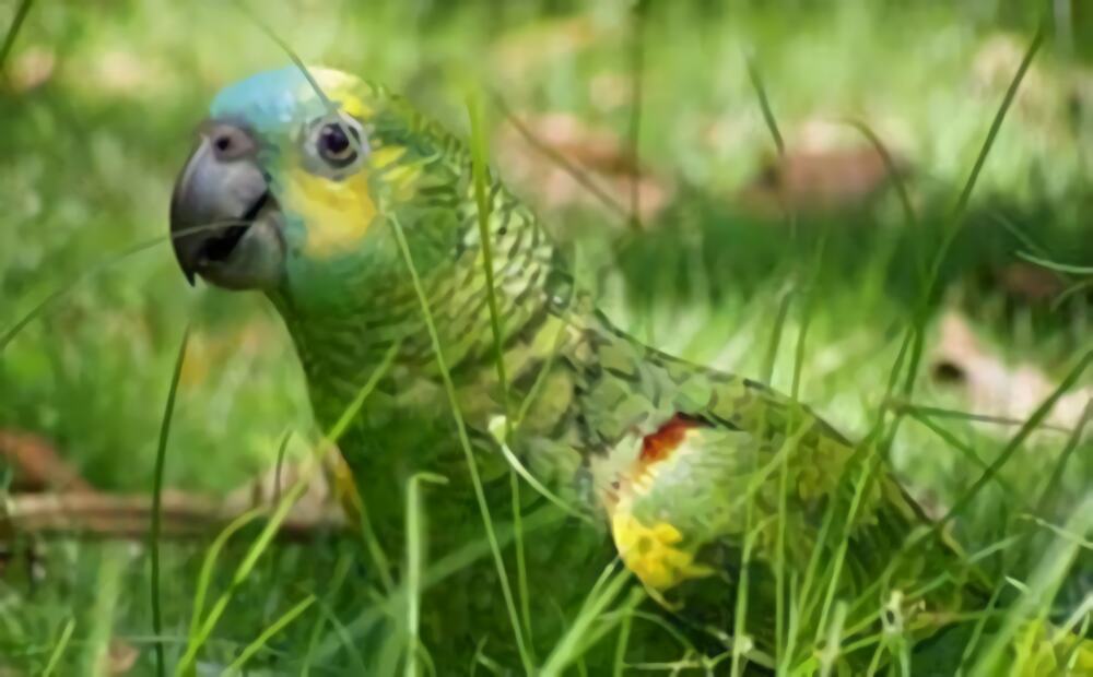 橙翅亚马逊鹦鹉身份信息