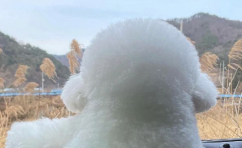 驾车带狗狗去玩,它靠在窗前看外边景色,孤独背影仿佛一团奶糖!