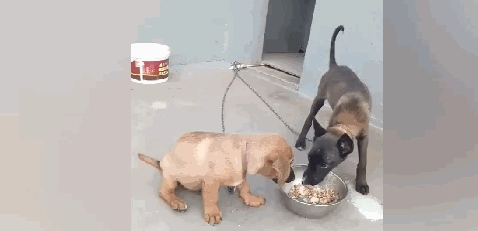 仿冒金毛和伪马犬抢食,马犬一前爪将食盆干倒,还要上来揍金毛…
