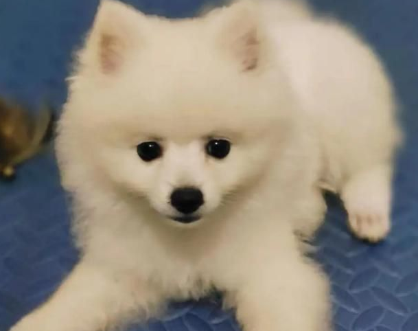 小狗到家里几天一直生病,商家不敢回应