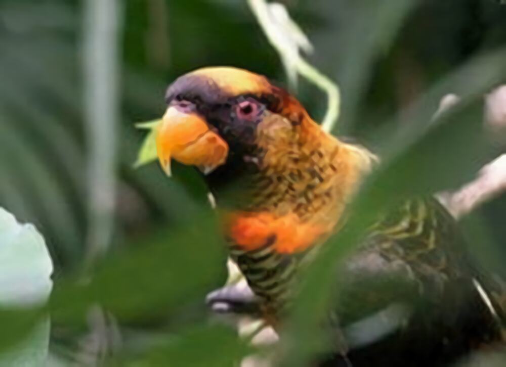 暗色吸蜜鹦鹉身份信息