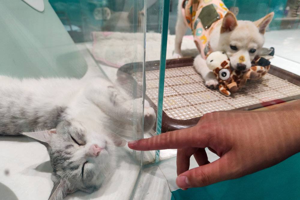 “520”猫狗热:比起爱情,更想给宠物花钱?