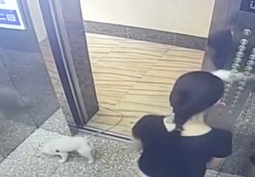 广东一女子带狗坐电梯绳子被卡，电梯启动狗吊在半空，网友：活该