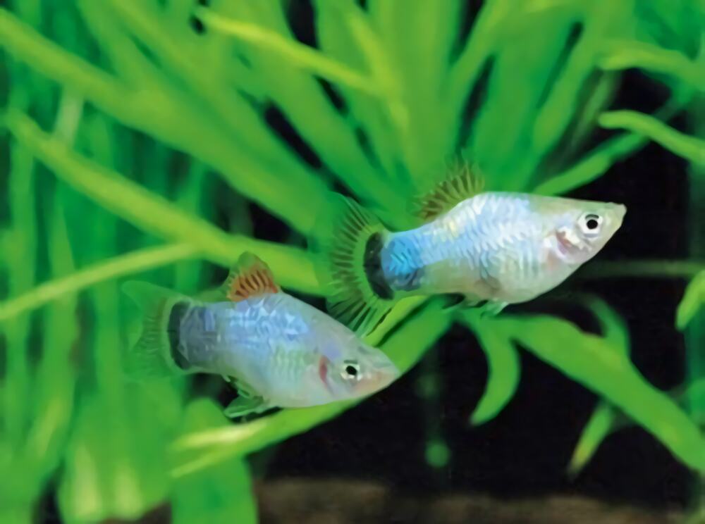 月光鱼身份信息