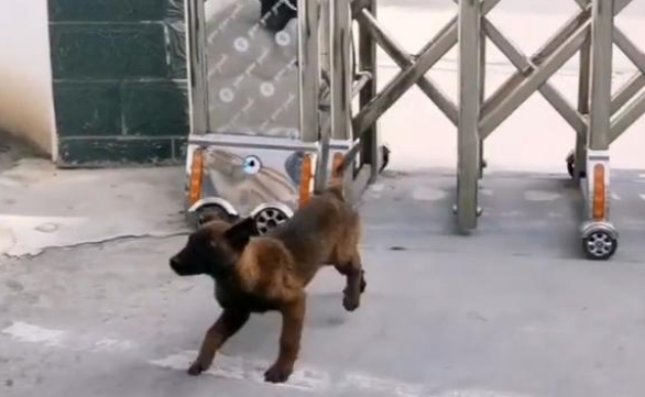 流浪马犬二闯特警队,赖上警察叔叔,一心想成为警犬
