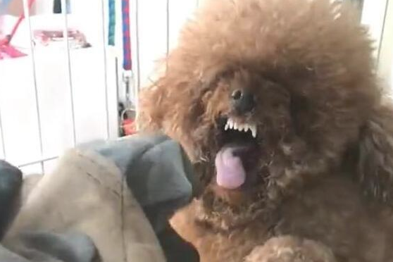 泰迪犬出現这5种个人行为,表明它要反抗你了,小心咬你!