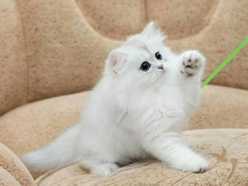 猫咪什么情况下需要吃营养膏?麦都狗来为你科普