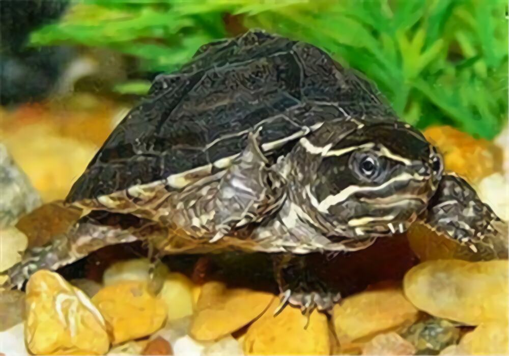 动胸龟身份信息