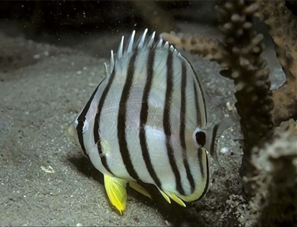 八带蝴蝶鱼身份信息