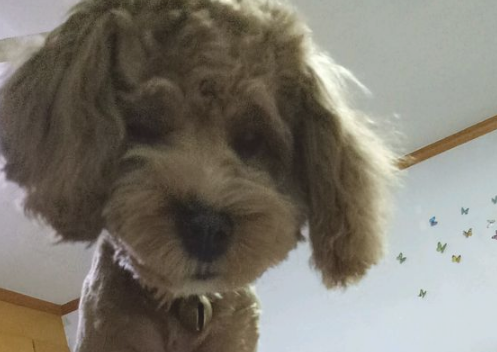 女人捡到只狗宝宝，将其当小宠物养，一年后见到狗狗样子她不幸啦