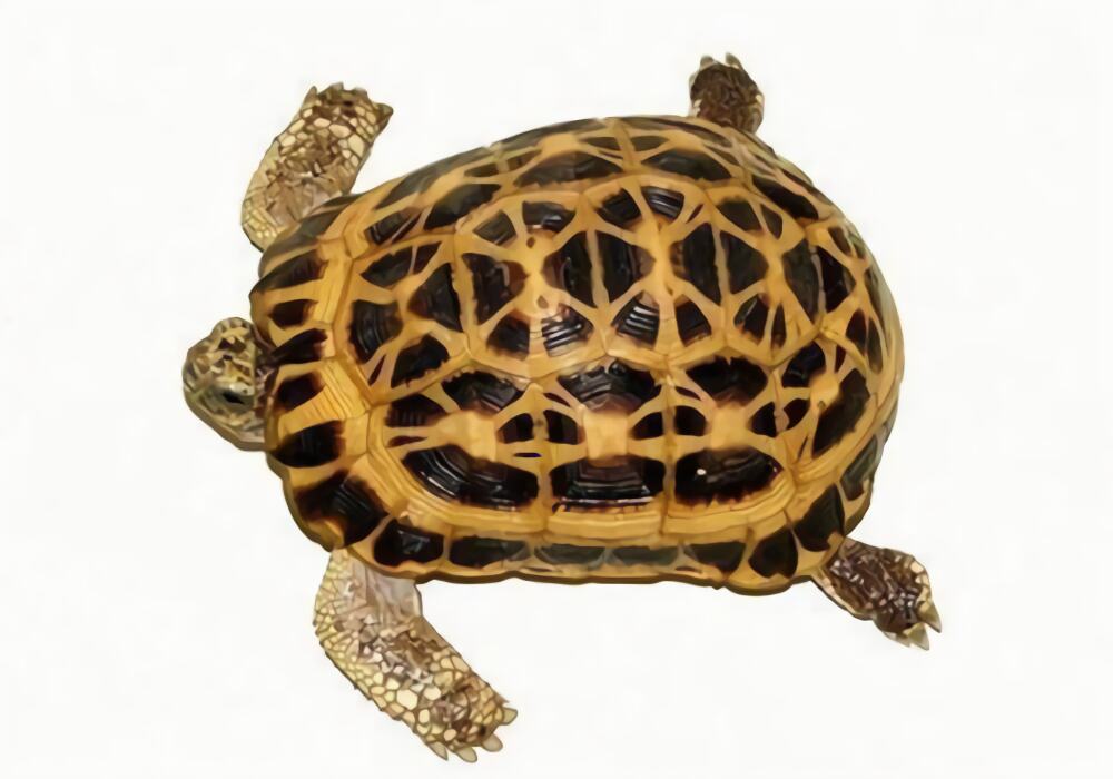 蛛网龟身份信息