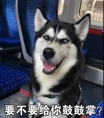 狗狗的模仿能力到底有多强?