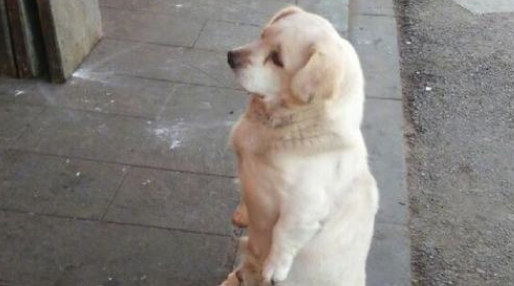 狗子街上蹲好多年,哪个老板善良它一清二楚