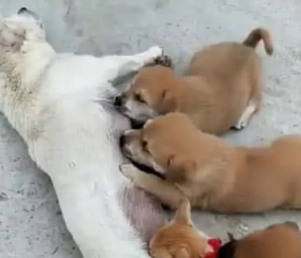 小奶狗喝母乳碰到不速之客，总过来混吃混喝，小狗都快被逼急眼了