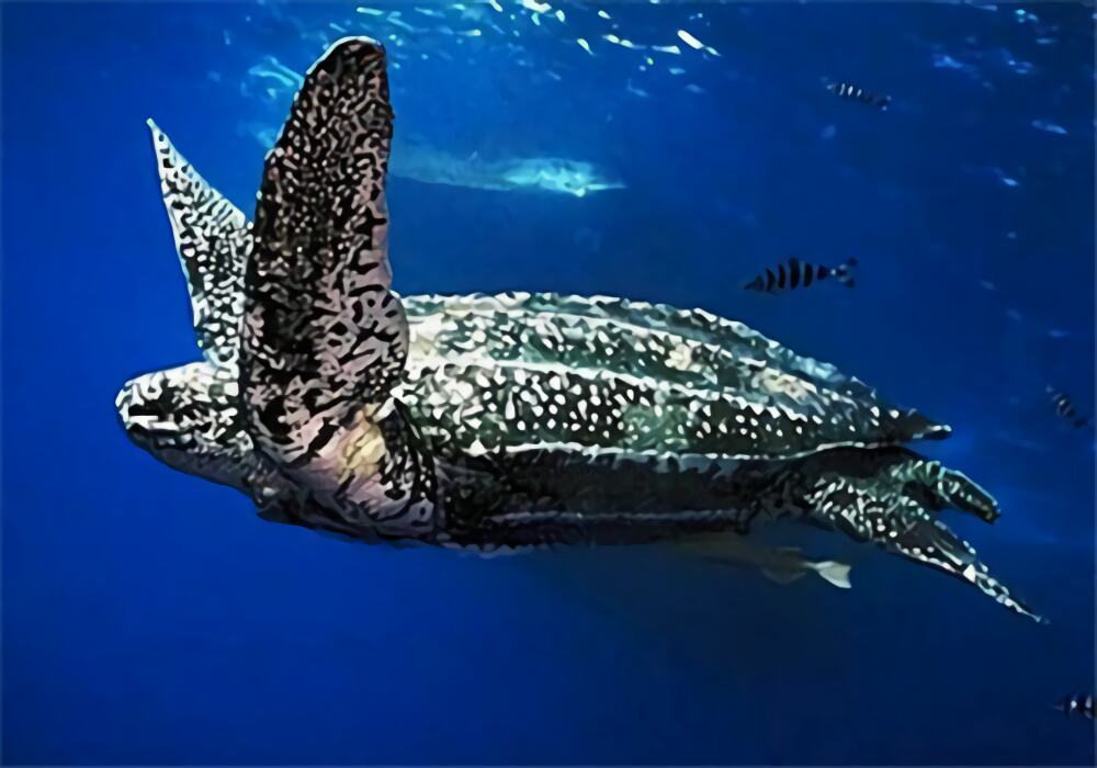 棱皮龟身份信息