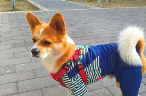 第一次给狗子穿厚衣服,它很不适合,穿上衣服后它的小表情亮了